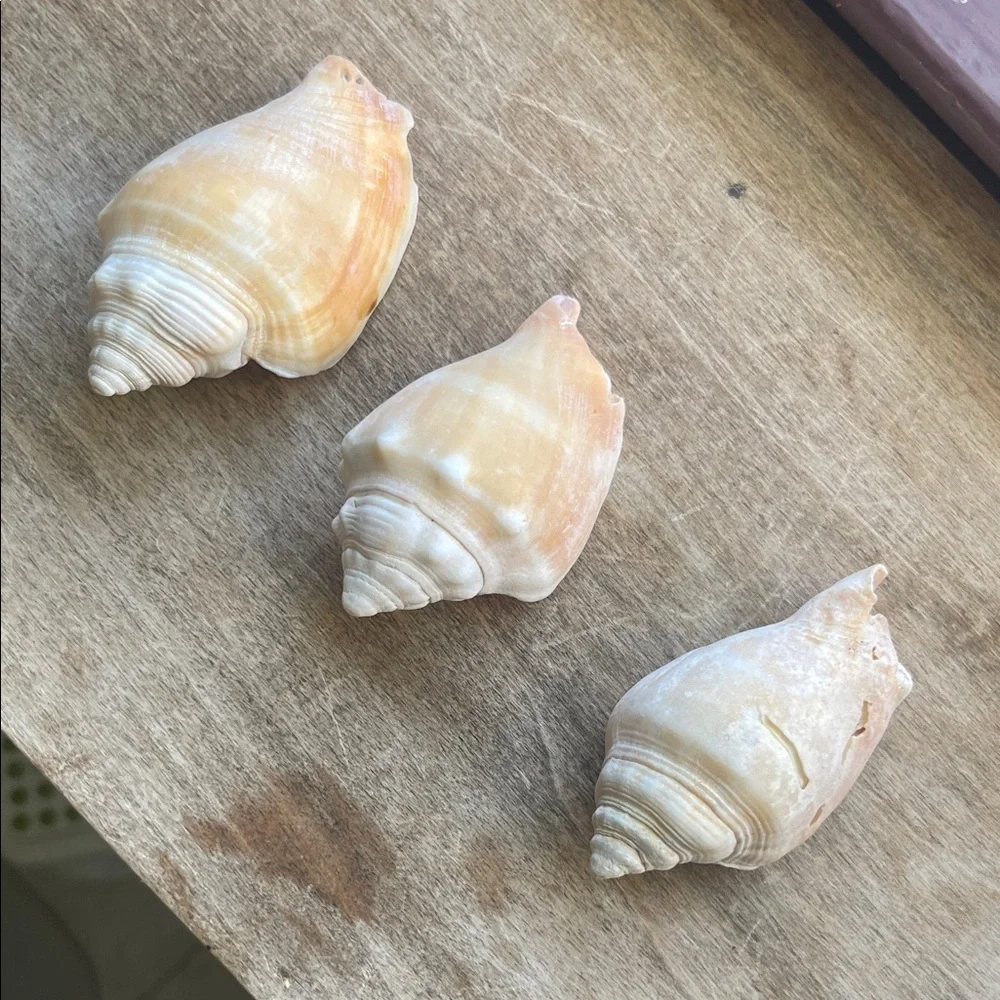 Natural Seashell Collection - Picture 3 of 8
